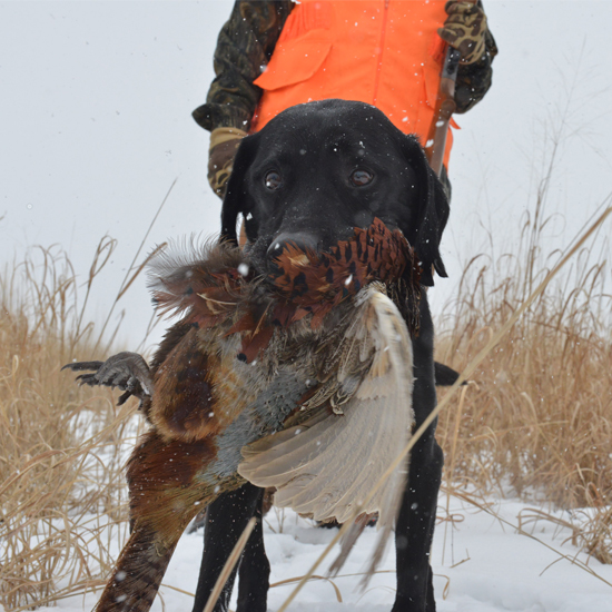 black labrador