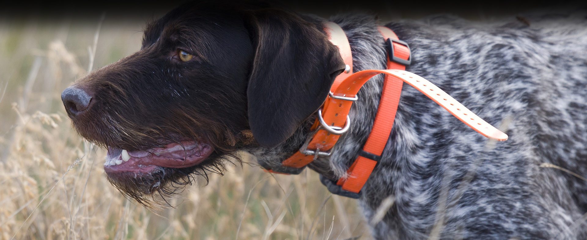 what was the first hunting dog